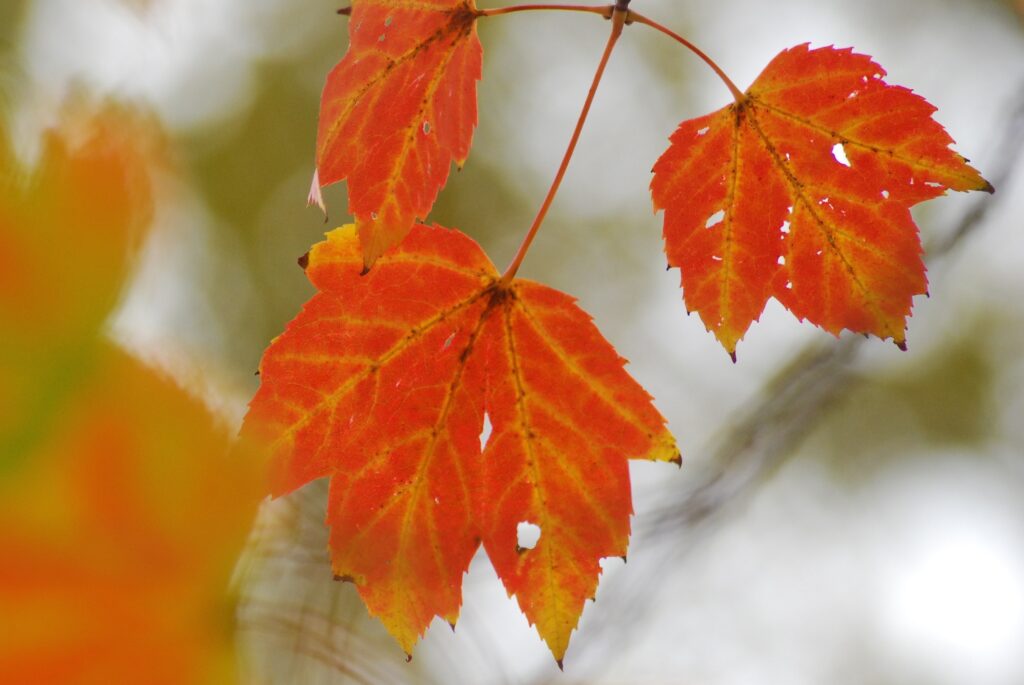 Photo Credit Cherie Westmoreland