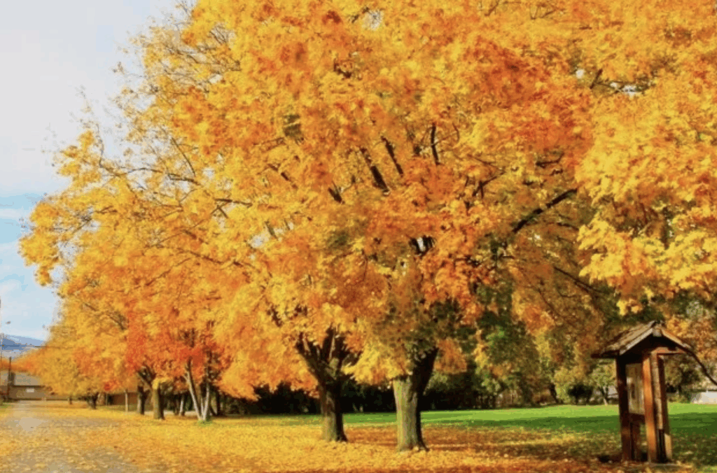 Fall Trees